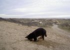 duitser hè : Beau in de duinen